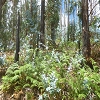 Plants: image 94 Of 94 Thumb